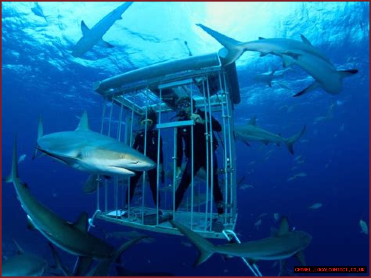 10-year-old boy hospitalized after being attacked by a shark during a 'shark tank' expedition in the Bahamas