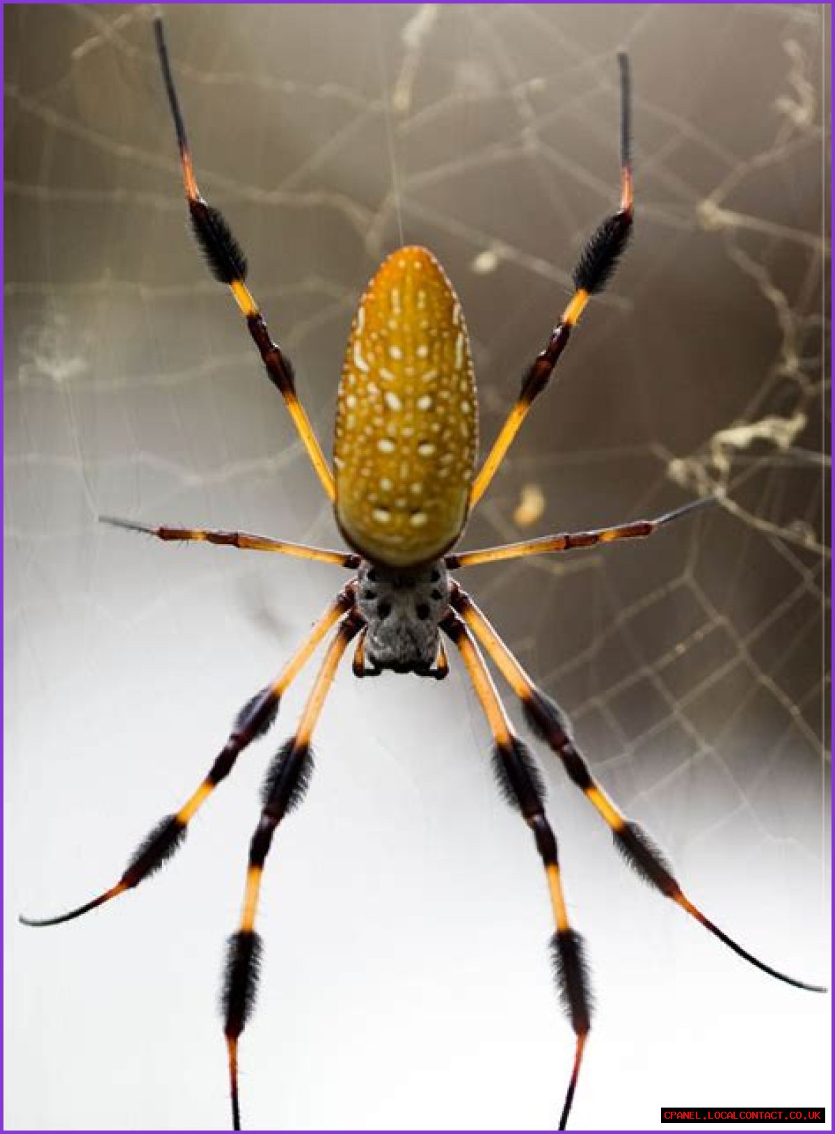 ___! A spider!
