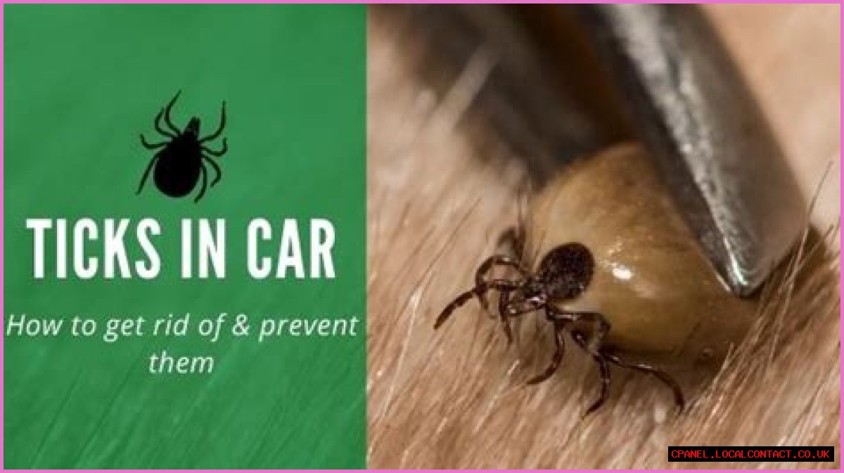 Can ticks live in your car?