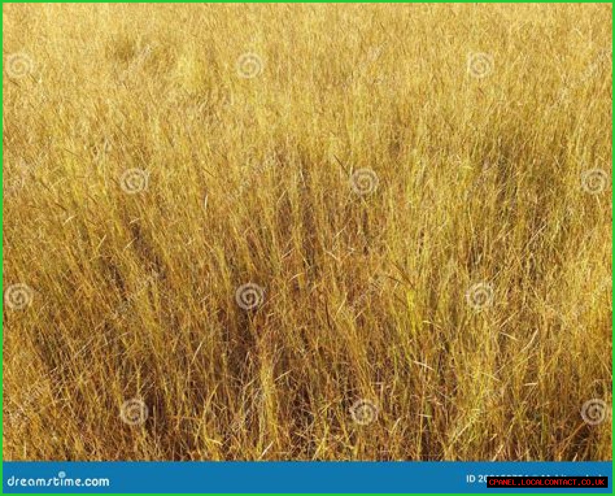 Dried grass used as fodder