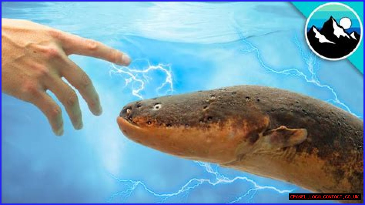 Electric ___ (shocking fish)