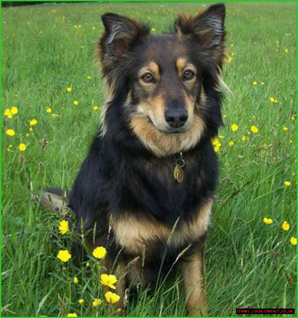 Exploring The Charming Border Collie German Shepherd Mix