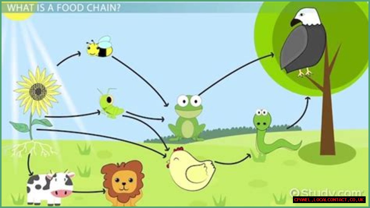 How does the grassland food web work?