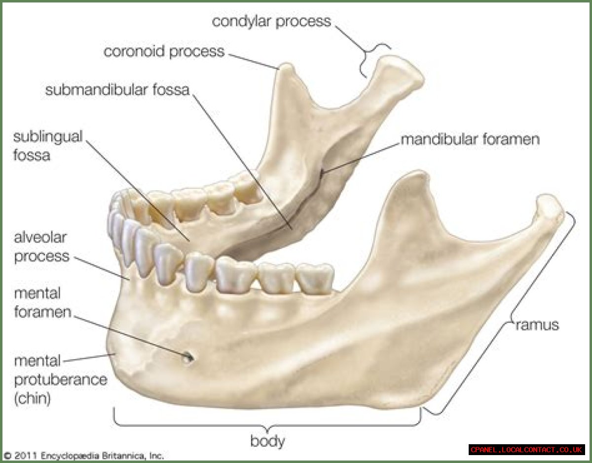 Mandible