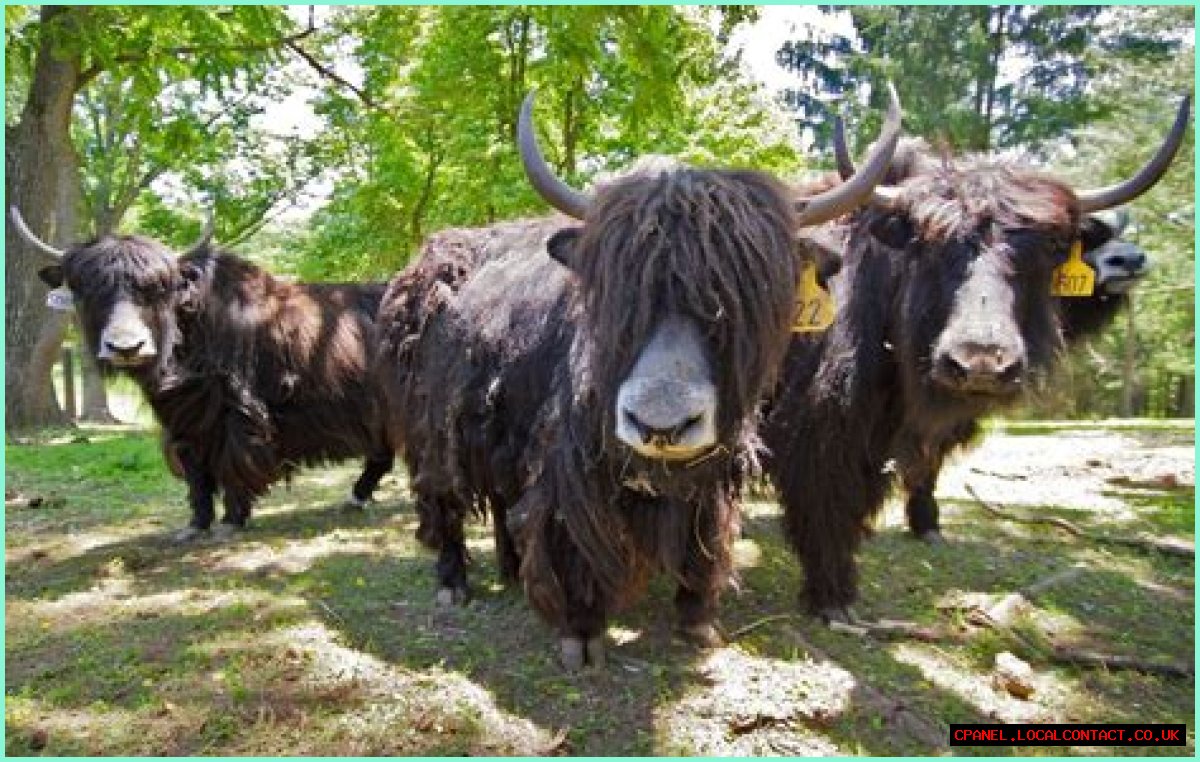 Shaggy beasts from Tibet