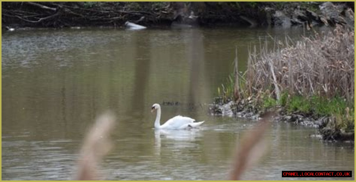 Waterfowl that has mute and trumpeter varieties