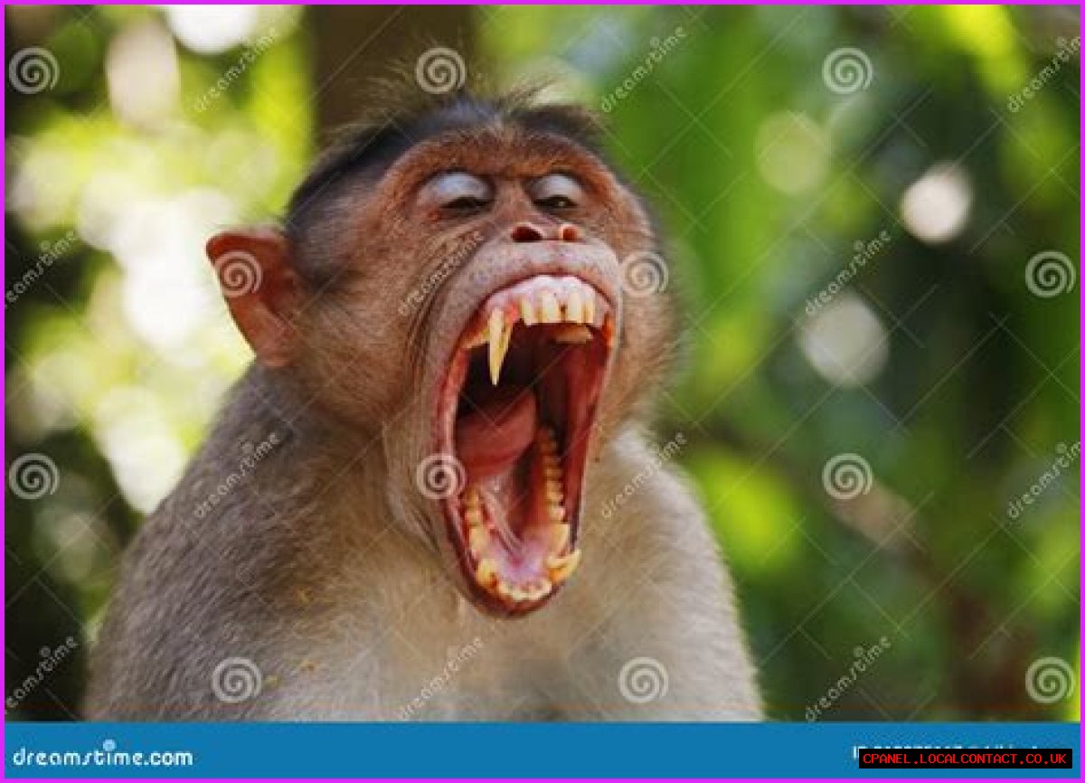 What does it mean when monkeys chatter their teeth?