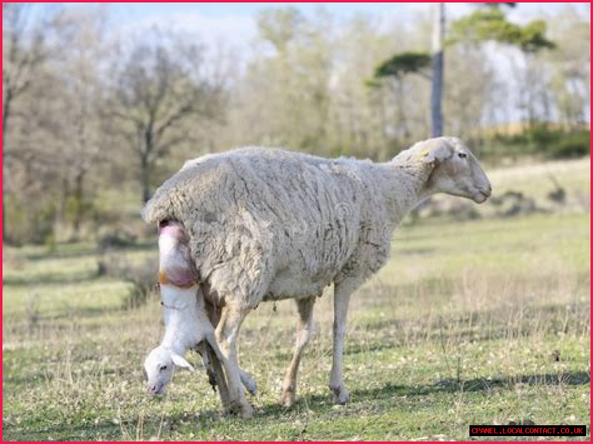 What month do sheep give birth?