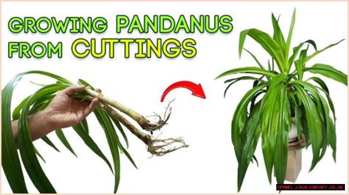 Will pandanus grow from cutting?